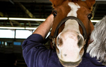 Jay Komareck Chiropractic care for horses